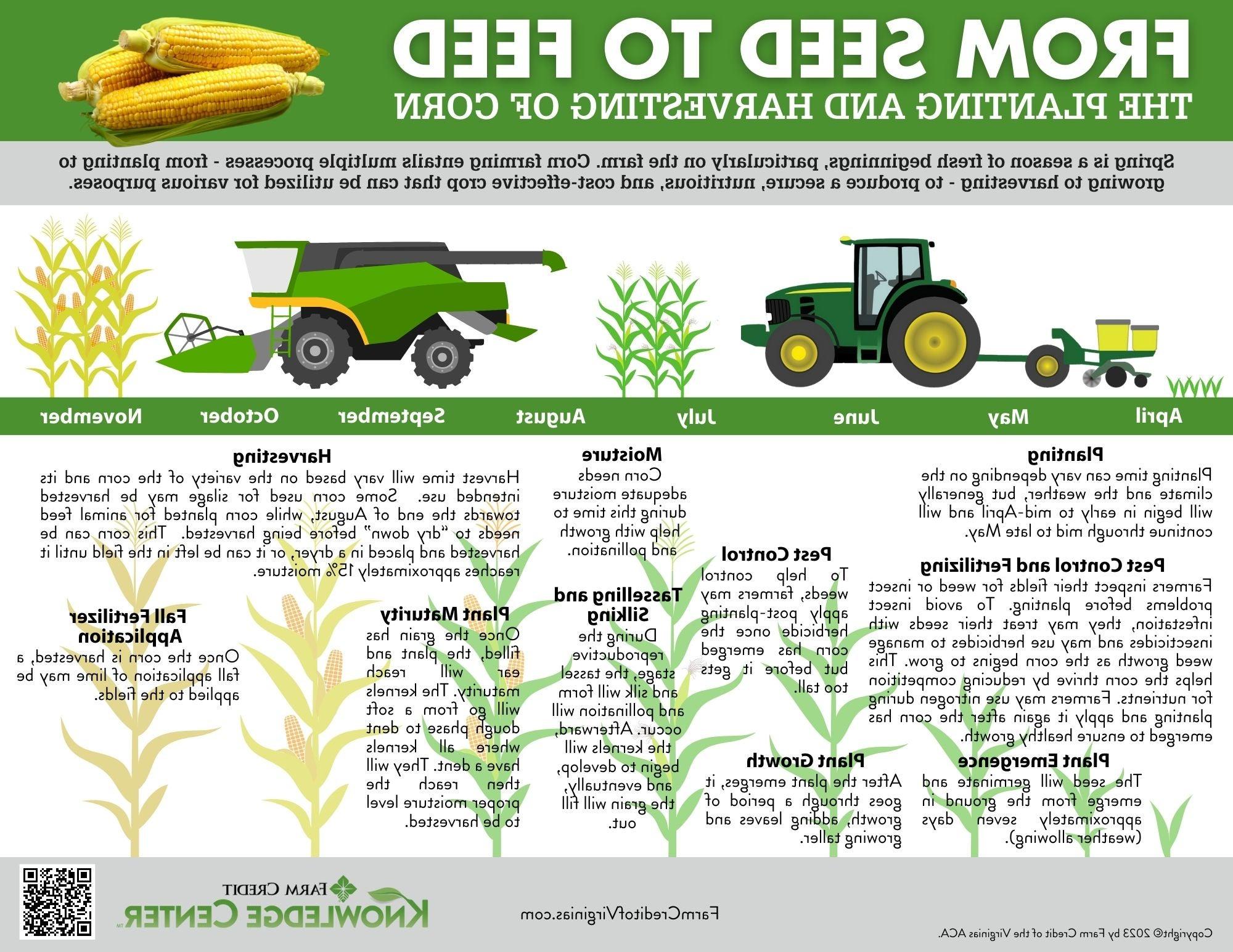 From seed to feed corn crop infographic